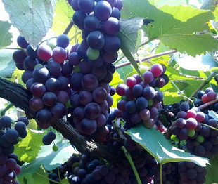 新鲜水果葡萄 提子夏黑葡萄 云南弥勒特产 花青