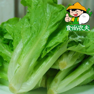  有机 生菜 生态蔬菜 无化学农药 无化学肥 孕妇 儿童 月子 安全