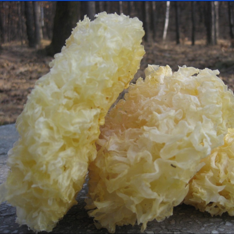 黑龙江野生银耳白木耳没用药熏东北银耳无硫磺50g10件包邮在类目 粮油米面/南北干货/调味品, 南北干货/肉类干货, 干货/土特产, 银耳/白木耳中 - 来自Buy2taobao.com提供专业的淘宝代购服务