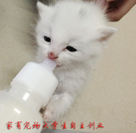 猫奶粉奶瓶送奶嘴清洁刷 宠物奶瓶 幼狗奶瓶 小