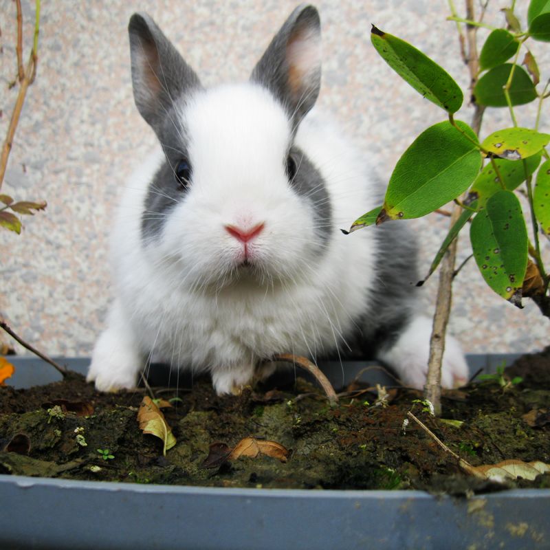 已出】宠荷兰侏儒兔netherlanddwarf已2012-120404特价实物