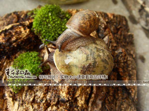 Children's day gifts cute mini garden/garden Snails crawling pets-in vivo cute little snail set