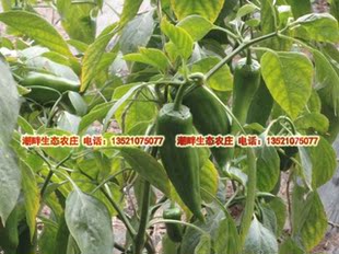  生态农庄自产有机肥种植无农药新鲜尖椒辣椒 有机蔬菜 无公害蔬菜