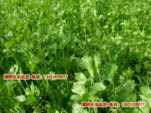  生态农庄自产有机肥种植无农药新鲜香芹菜 有机蔬菜 无公害蔬菜