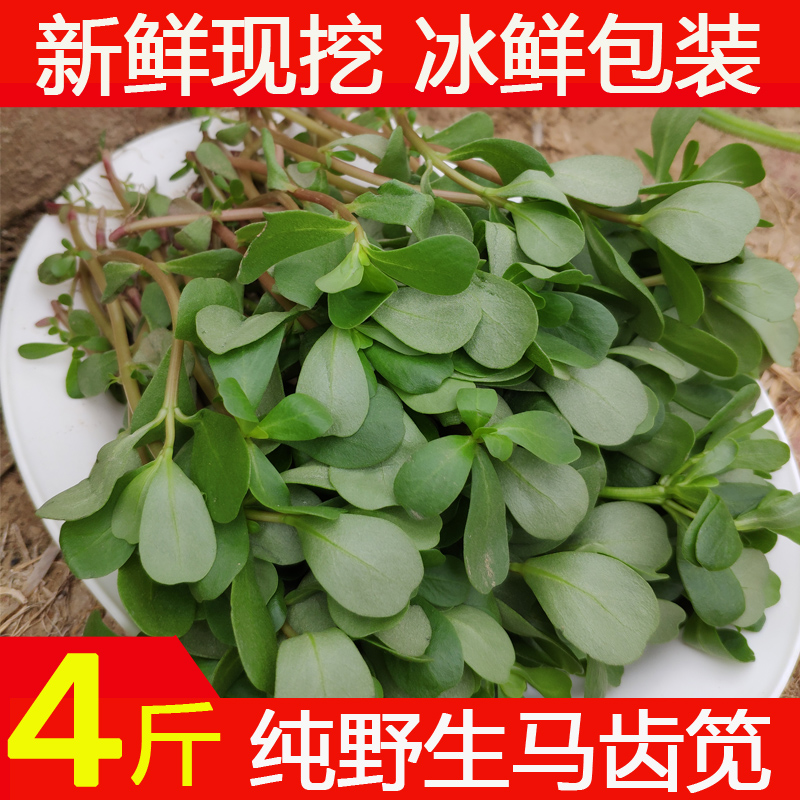 4斤装马齿笕新鲜包邮纯野生马齿菜长命菜长寿菜蚂蚱菜山东蔬菜在类目 水产肉类/新鲜蔬果/熟食, 新鲜蔬菜/蔬菜制品, 新鲜蔬菜, 其它中 - 来自Buy2taobao.com提供专业的淘宝代购服务