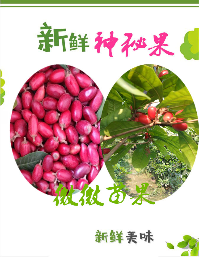 神秘果鲜果25粒送柠檬1粒神奇改变味觉酸变甜神奇神秘果|ruв категории водной мясо/свежие фрукты и овощи/еда, свежие фрукты, другие - от Buy2taobao.com для оказания профессиональной услуги покупки агента Taobao