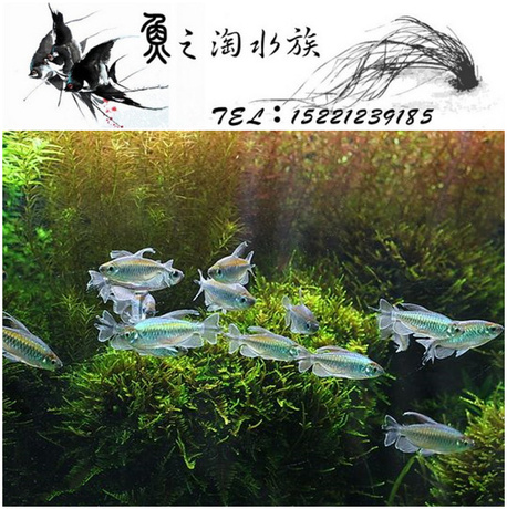 刚果美人鱼 刚果扯旗鱼 热带鱼 观赏鱼 高档小型鱼4~5厘米-淘宝网