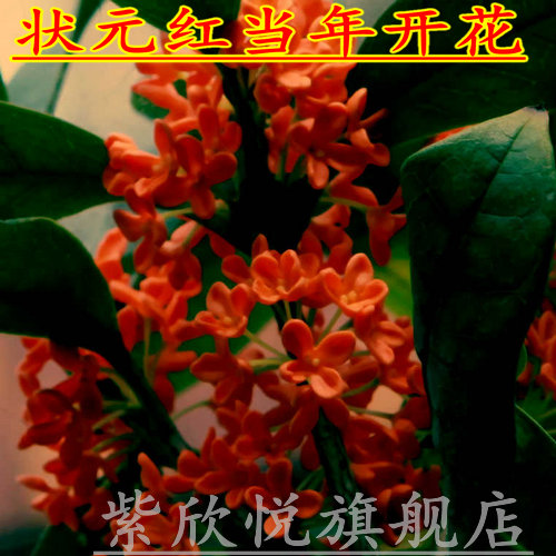 精品盆栽桂花树苗 红花丹桂桂花苗【状元红丹桂】当年百分百开花