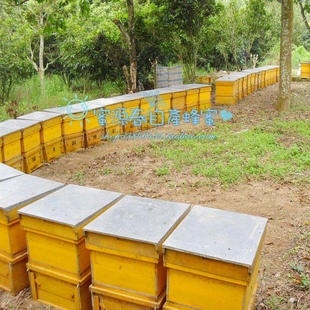  农家蜂场实拍天然蜂蜜土蜂蜜蜂花粉蜂王浆蜂产品保健养生增强免疫