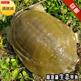 甲鱼怎么杀_如何杀甲鱼_杀甲鱼_甲鱼的杀法 -