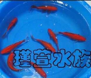 富贵鱼红鲫鱼草鱼最好养的鱼风水与观赏鱼大红