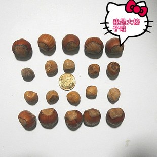  东北坚果 半野生 大榛子 生榛子 仁饱满 无空壳 无坏籽 三斤包申