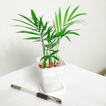 袖珍椰子办公桌面盆栽