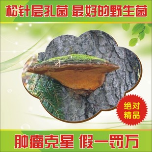  灵芝 松针层孔菌 野生灵芝 松树桑黄 松针灵芝 抗癌 抗肿瘤 正品
