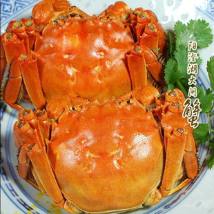  阳澄湖大闸蟹 公螃蟹 2.0-2.4两/只 海鲜礼品 送礼精品 免费包邮