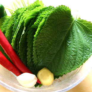  【紫苏叶】 大叶 刺身寿司料理食材  三文鱼伴侣  叶类美食