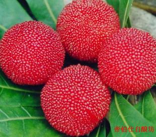  20斤杨梅酒辅料套餐包括进口酵母果胶酶等 DIY杨梅酒 帝伯仕自酿