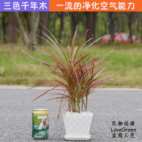 千年铁千年木马尾铁七彩铁三色龙血树 办公室