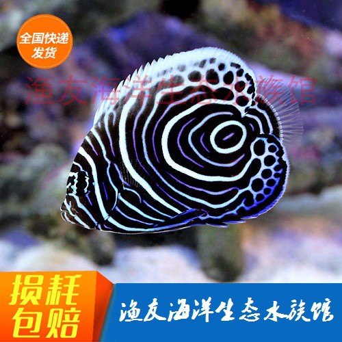 Blue Circle Saltwater fish live Hoop Immortal Empress Immortal Imported Aquarium Ornamental fish Express packagein the Pet/Pet food and supplies , Aqua World , Fish category - from Buy2taobao.com to provide professional Taobao agent buy service