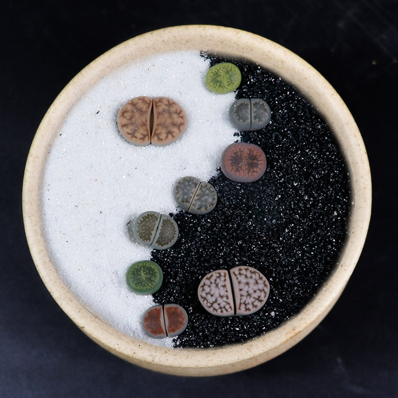 粗河沙 黄金沙 多肉植物铺面 苔藓造景 园艺免洗