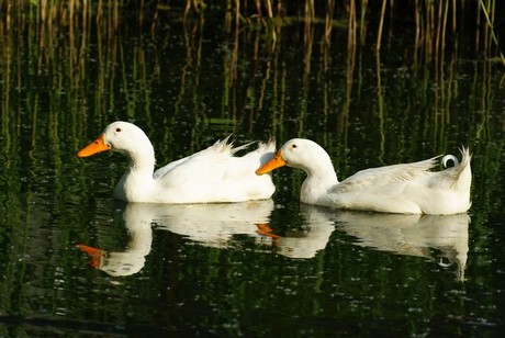 家散养 土鸭 大白鸭 笨鸭 柴鸭 老鸭 农村收购纯