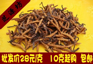  【芝源坊】正品冬虫夏草批发/支持验货/不满意可退货/10g起购包邮