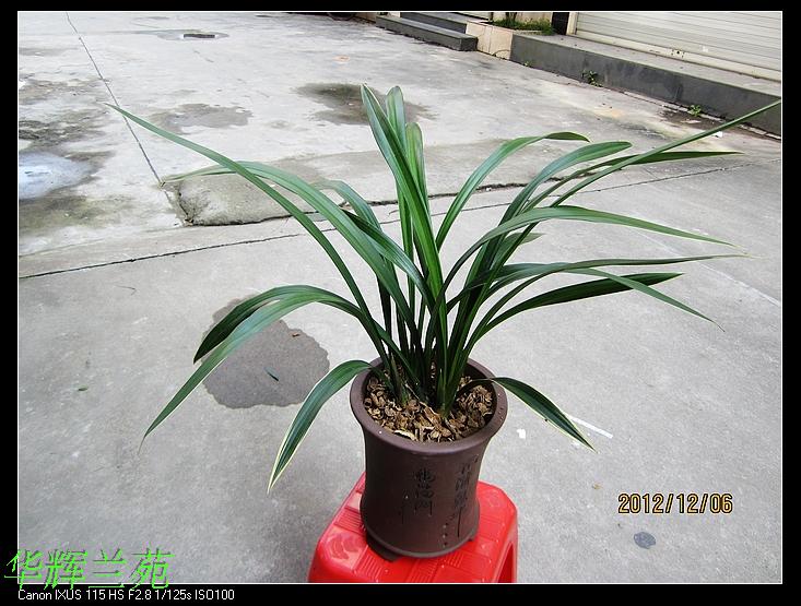 【华辉兰苑】兰花 墨兰 -银边 宝山爪艺 春节开