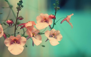 灵芝片椴木灵芝片50元1斤 抗肿瘤抗病毒 特价 2袋包邮
