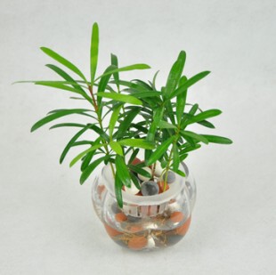 水培植物罗汉松小苗 迷你植物 盆栽植物 防辐射