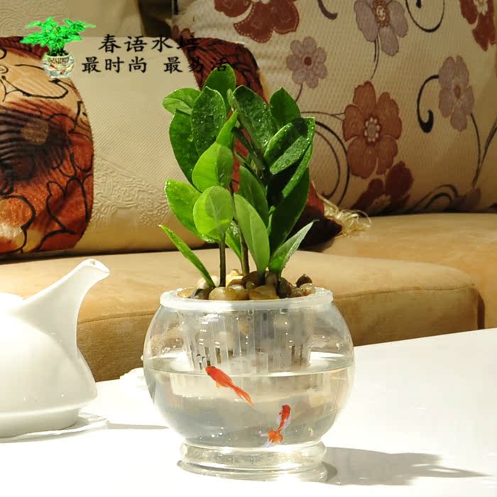 金钱树水培整套盆栽 防电脑辐射创意绿植 雪铁