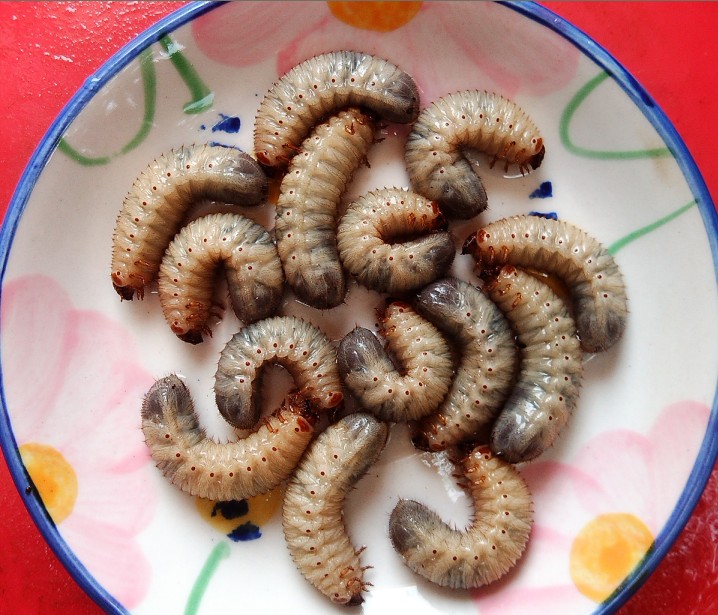 龍魚龜鼈蜘蛛八哥鹩哥畫眉鳥石龍子釣魚高蛋白活體餌料花金龜幼蟲在類目 寵物/寵物食品及用品, 水族世界, 觀賞龜/鱉飼料中 - 來自Buy2taobao.com提供專業的淘寶代購服務