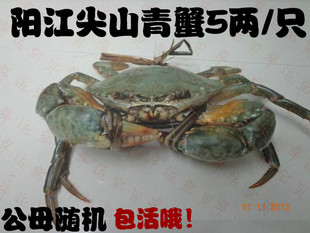  阳江尖山青蟹海鲜活螃蟹肉蟹公母蟹随机发特价5两仅售45元/只包活