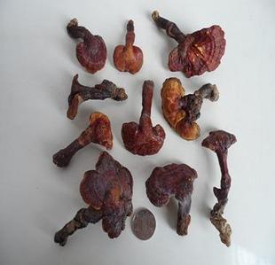  云南野生灵芝原生赤灵芝保肝利肺抗癌安神产地正品