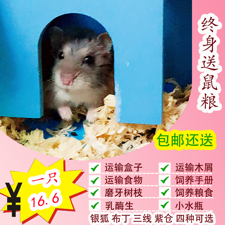 一只包邮 布丁银狐紫仓三线小仓鼠宝宝活体家养宠物幼崽活物在类目 宠物/宠物食品及用品, 仓鼠类及其它小宠, 仓鼠中 - 来自Buy2taobao.com提供专业的淘宝代购服务