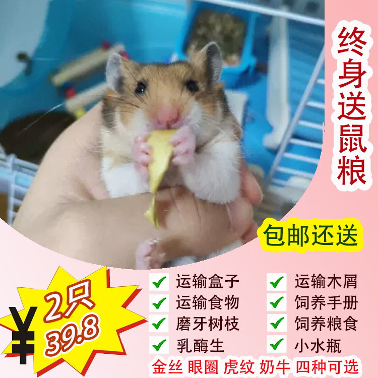 包邮金丝熊活物一对宠物情侣眼圈奶牛虎纹熊仓鼠活体家养仓鼠宝宝在类目 宠物/宠物食品及用品, 仓鼠类及其它小宠, 仓鼠中 - 来自Buy2taobao.com提供专业的淘宝代购服务