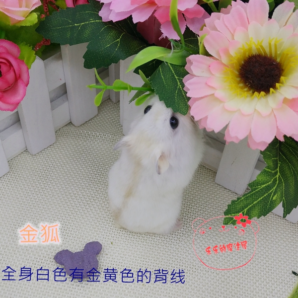 两只包邮 金狐 家养仓鼠宝宝 活体小宠(另有奶茶银狐布丁紫仓)在类目 宠物/宠物食品及用品, 仓鼠类及其它小宠, 仓鼠中 - 来自Buy2taobao.com提供专业的淘宝代购服务