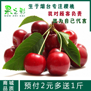  果之彩 2元多送1斤 预售山东烟台现摘大樱桃胜进口车厘子新鲜水果