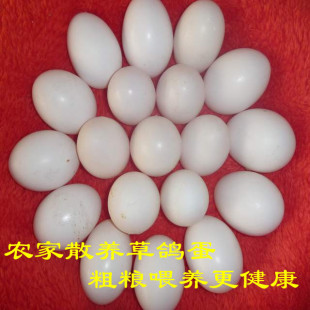  新鲜草鸽蛋 农家散养飞鸽蛋 粗粮喂养草鸽蛋 信鸽蛋 当天所下新蛋