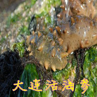  《大鹏海鲜珍品》大连活海参 鲜活刺参五年野生活海参批发可生吃