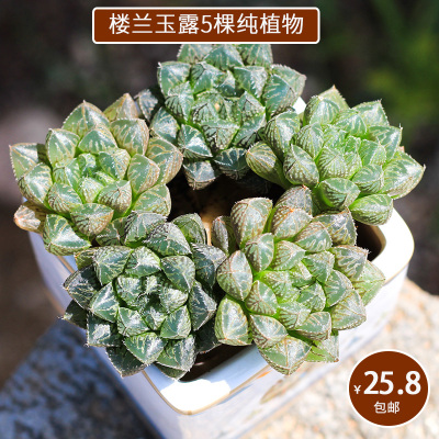 楼兰十二卷玉露多肉植物组合包邮套餐精选二木的花园阳台创意盆栽