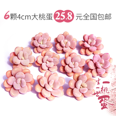 桃之卵桃蛋二木的花园多肉植物新手盆栽肉肉组合满25.8包邮易掉叶