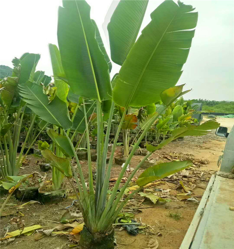 庭院绿化苗木旅人蕉树苗旅人蕉盆栽工程绿化用苗四季常青植物大叶|ruв категории доставка цветов/цветок моделирования/растения садоводства, цветок/растения в горшках (новый), растения - от Buy2taobao.com для оказания профессиональной услуги покупки агента Taobao