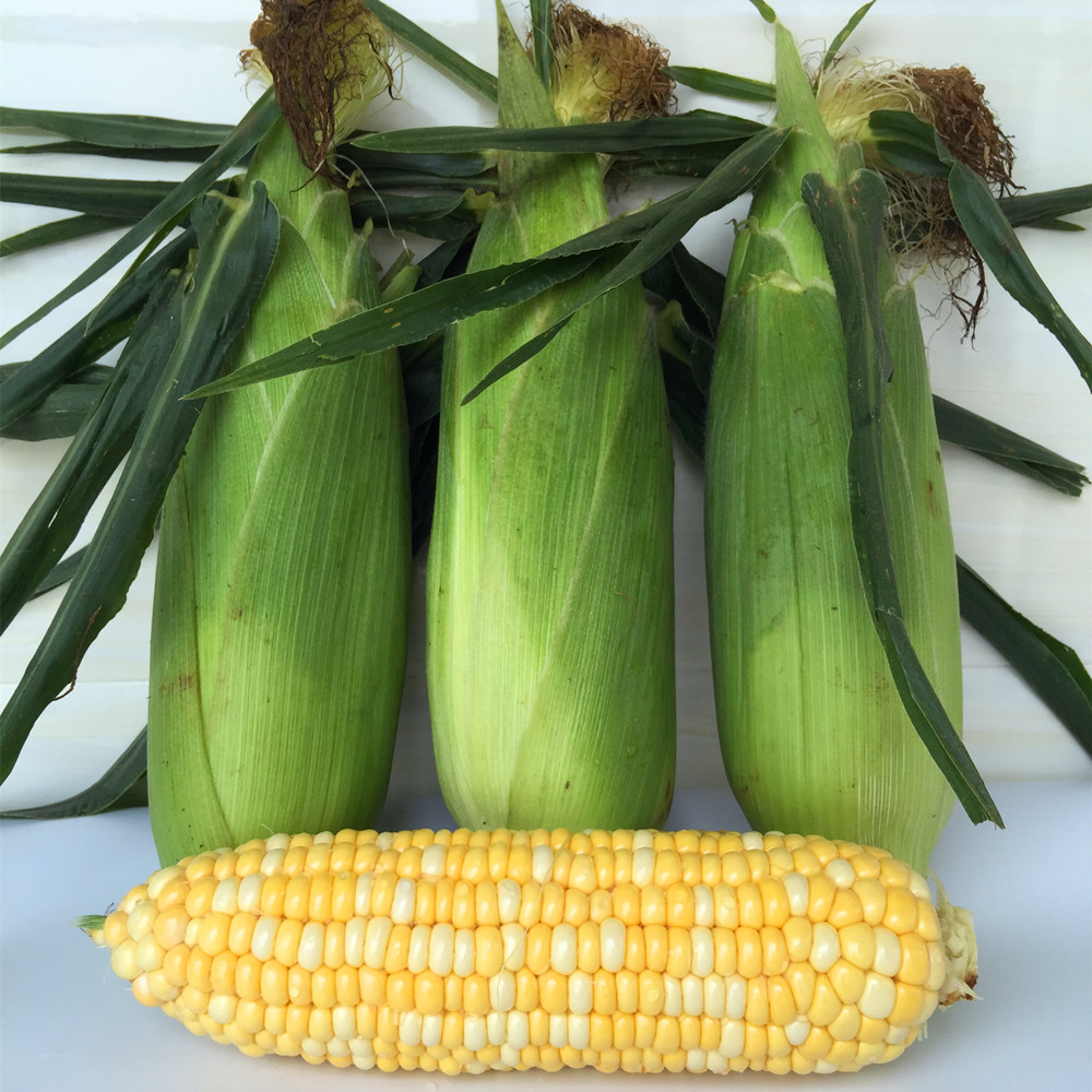 云南农家新鲜水果玉米 每天现摘甜玉米新鲜玉米棒甜脆玉米9斤包邮|msdalam kategori daging perikanan/Buah-buahan segar dan sayur-sayuran/dimasak, sayur-sayuran segar/Vegetable Products, sayur-sayuran segar, 新鲜玉米 - dari Buy2taobao.com untuk memberikan perkhidmatan ejen Taobao profesional membeli