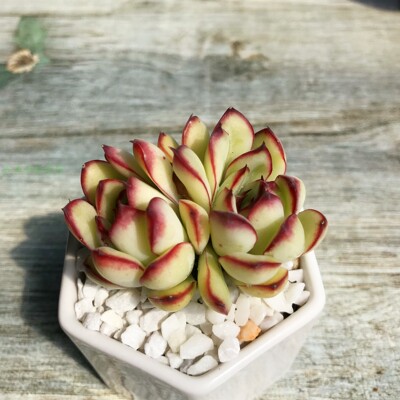 红边灵隐精养多肉植物花卉盆栽促销爆款满包邮多多花房