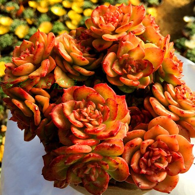 全店爆款蜡牡丹腊牡丹老桩群生11厘米爆盆8.8元超萌多肉多多花房