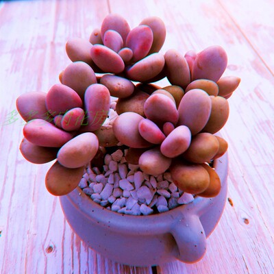 桃蛋桃之卵命运群生多肉植物满包邮促销超萌多肉多多多肉花房