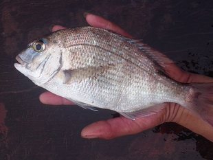  新品海鲜 半干水产品 七星鲷鱼  真鲷鱼 半干鱼类制品 四尾250g