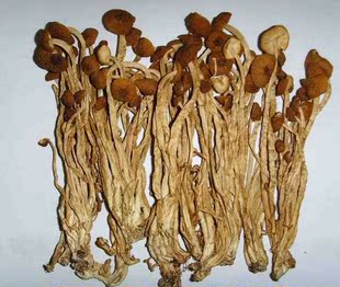 干茶树菇 每份约100克  南北干货 粮油 调味料 蔬菜  水果 送到家