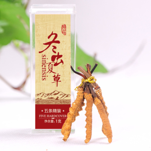 晨曦 冬虫夏草正品 青海玉树 超洁净 全网性价比最高 5-6根/克