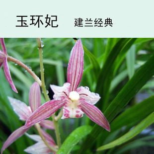 【5苗包邮】 最香的兰花苗 下山兰花苗 花卉 建兰四季兰 玉环妃